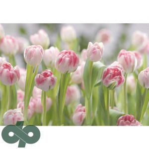 پوستر کومار 8-708