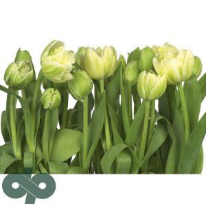 پوستر کومار 8-900