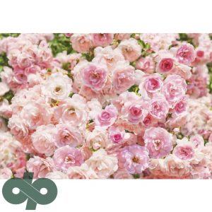 پوستر کومار 8-937